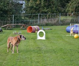 Küstenwolf Hundetraining Kiel Bild 7