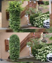 BC Service Élagage image 18