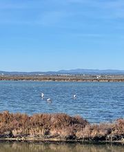 Dr Deta Alimeck image 6