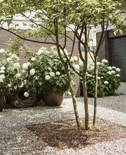 Popp Gartenbau AG Bild 5