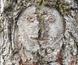Baumpfelge Thiele Bild 7