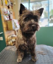 La Canicherie image 1