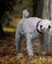 SH-Immo & partner Bild 7