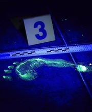 Forenseek image 5