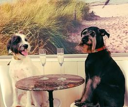 Hundesalon Farah Bild 8