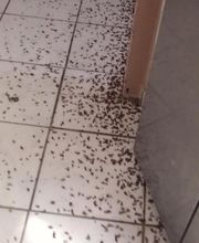 Aspres Traitement image 18