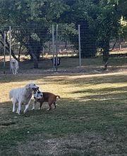 Cani Services image 1