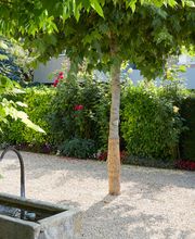 Bont Gartenbau und Gartenpflege AG Bild 3