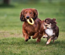Reinado Canino imagen 16