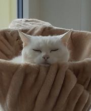 Kleintier- & Akupunkturpraxis Adlergarten Bild 5