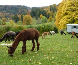 Alpaka Trekking Balmberg Tannenheim Bild 7
