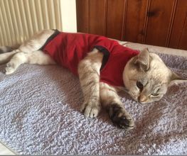 Proxi-vet image 7
