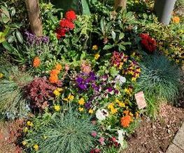 Blumen Dahlmann Bild 15