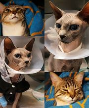 centro veterinario azuqueca imagen 5