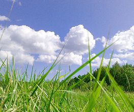 Van biomassa naar bio-energie