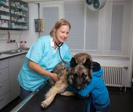 Tierklinik Leimental Bild 11