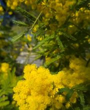 Pépinière des Aspres image 17