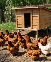 HOOD hygiène pro image 4