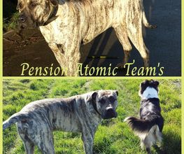 Pension Atomic Team's image 19