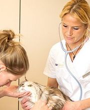 Tierklinik Interlaken AG - 24/7 Notfalldienst Bild 6