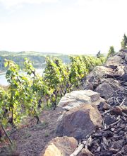 Domaine Christophe Semaska image 1