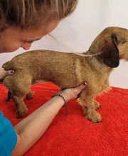 The Black Poodle Groom & Care S.L. imagen 12