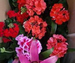 Floristería Ave de Paraíso imagen 2