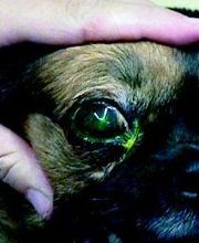 Clínica Veterinaria Los Galgos imagen 2