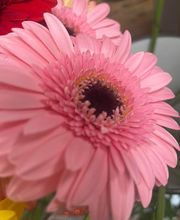 LA ROSA DI ROSSA image 15