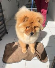 Chez Miss Perle image 6