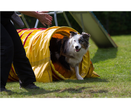 Hundeschule DogFeeling Bild 2