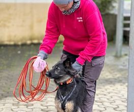 KaNi.Dogs-Olpe Mantrailing meets Fun Bild 6