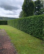 Forst- und Gartenpflege Dyck Bild 1