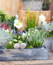 Gärtnerei Allemann GmbH Bild 10