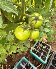 Huertos Santa ROSALÍA imagen 3