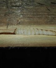 Agence Antiparasitaire Du Bois Pontivy image 9