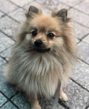 Educa'Dog image 9
