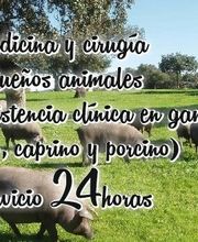 servicioveterinario24hhuelva.jpg