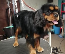 Doggy Chou image 8