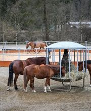 Reitsportzentrum St. Josefen AG Bild 12