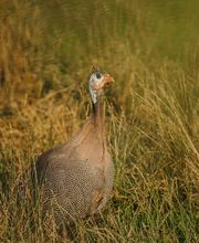 Ferme de La Ruchotte image 14