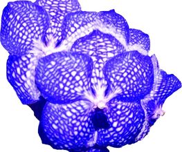 Miss Vanda image 10