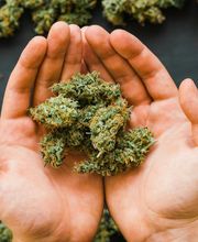 Deeply Rooted Boutique Cannabis Company image 2