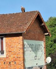 Le Petit Chineur image 7