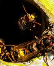 La Patrouille Anti Nuisible image 2