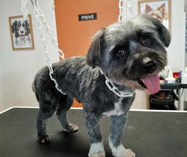 Chien Beauté image 1