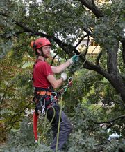 Baumpflege Fleischer Leipzig Bild 8