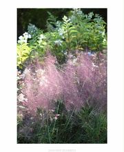 Pépinières Lafitte image 17