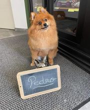 Chanel'aur Toilettage image 3