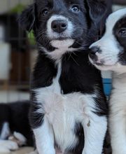 Elevage la Vallée des Petits Bois image 10